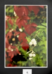 Foto_6
