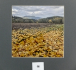 Foto_16