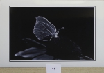 Silueta_11
