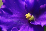 Makro_6