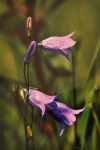 Makro_14