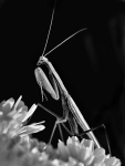 Makro_17